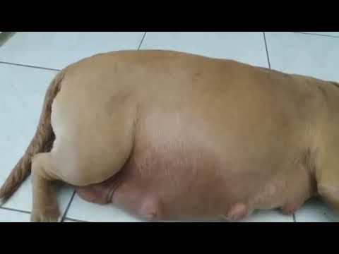 Dog resting after swallowing child..*dog pregnant vore