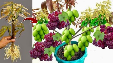 Amazing! How To Grafting Mango Tree in Grapes Fruit Get fruit fast 100%