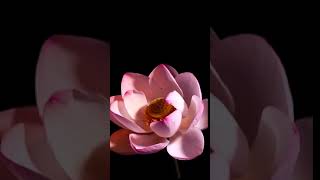 [samsung theme- video wallpaper] Beautiful Lotus
