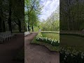 360° Panorama of Daffodil Flower Beds x Spring in Catherine Park #explore #nature #europe