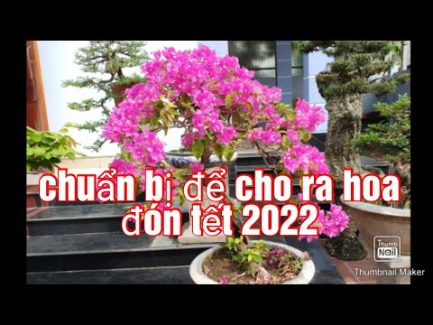 Video: Những vòng hoa giấy nguyên bản cho Năm mới 2020