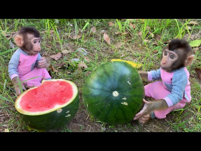 Cute Monkey Luby Takes Watermelon Then Eats Uby | Cute Monkey Cartoon | My beast class=