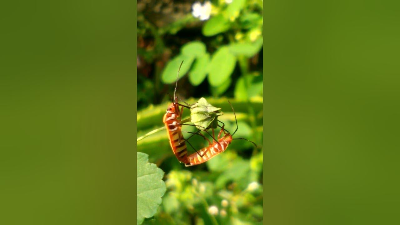 Mating Animals #pyrrhocoridae - YouTube