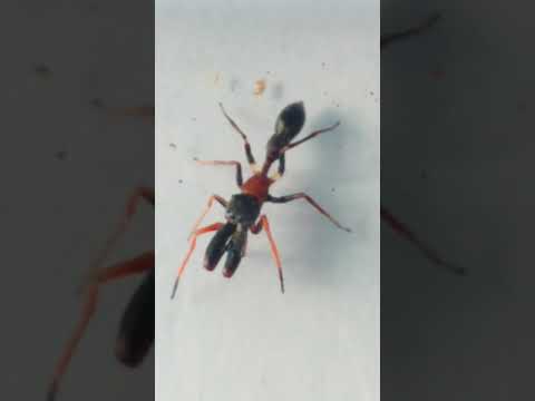 Video 1. Myrmarachne melanocephala MacLeay, 1839. Live male | Threatened Taxa