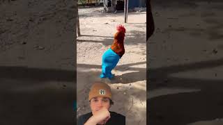 This rooster knows what fashion is 🤣🤣 #funny #shorts #absurd