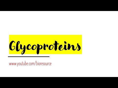 ਗਲਾਈਕੋਪ੍ਰੋਟੀਨ - ਗਲਾਈਕੋਪ੍ਰੋਟੀਨ ਦੀ ਜਾਣ-ਪਛਾਣ ਅਤੇ ਉਹਨਾਂ ਦੇ ਕਾਰਜ ਅਤੇ ਉਦਾਹਰਨਾਂ - ਛੋਟੇ ਨੋਟ