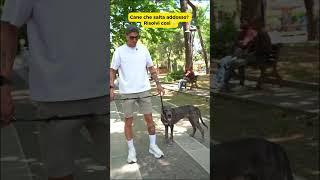 Il tuo cane salta addosso alle persone?