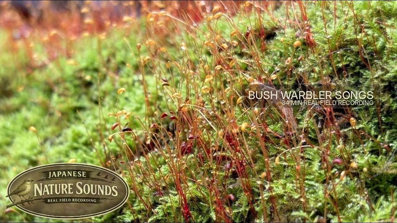 Magical Moss Forest with Bush Warbler Songs | Japanese Nature