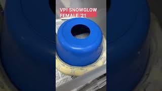 Celebrity ever seen a b&w phase vpi snow boa? #shorts #shorts #snakes #reptiles Net Worth