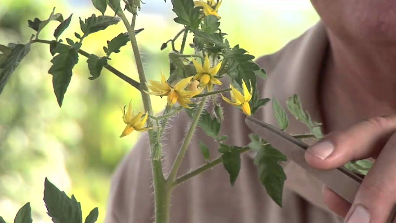 How Do I Self-Pollinate Tomato Plants? - YouTube