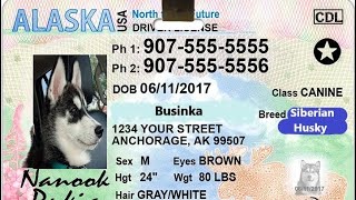 Не дают водительские права на Аляске    [4K]