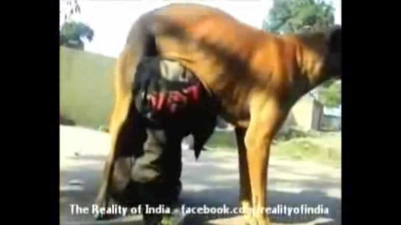 can dogs drink milk uniem starving boy drinks milk from a can dogs drink milk uniem starving boy drinks milk from a