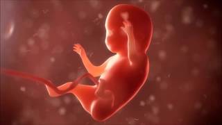 développement du foetus 2eme trimestre en images