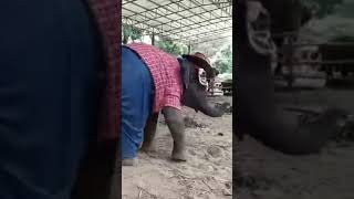 elephant dance