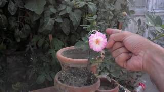 How To Care For Rose Bushes | Care For Rose Bushes | Rose Bush Care (Urdu/Hindi)