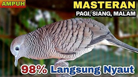 Perkutut Lokal Gacor Suara Paling Ampuh Untuk Pancingan Burung Perkutut Agar Bunyi