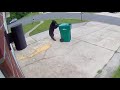 Black bear wheels around Waste Management can for a better angle at the goodies inside