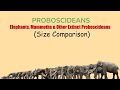 PROBOSCIDEANS: Size Comparison with IUCN Conservation Status (LIVING and EXTINCT)