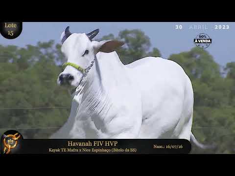 LOTE 15   HAVANAH FIV HVP   HVP 3509