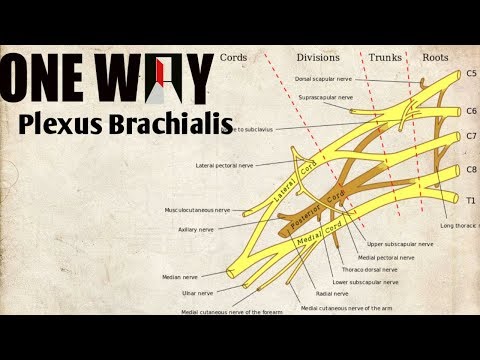 Video: Apa itu pleksus brakialis?