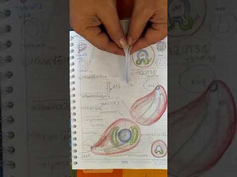 Vídeo: Diferencia Entre IMC Y Grasa Corporal