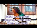 Kolibri Wulung Dengar Suara Ini Menit Pasti Langsung Nyaut Mp3 - Mp4 Download