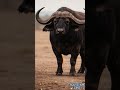 Desert Current 🐃 Deep House