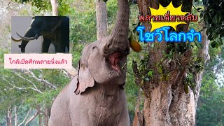 Ep.464 โชว์โลกจำ พี่เดี่ยวหลับ vs หลายนิ่ง ใกล้แล้ว#wildlife #เขาใหญ่ #ช้าง#elephant #news