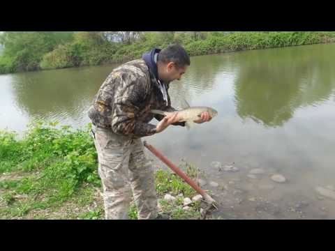 ამურის გაშვება