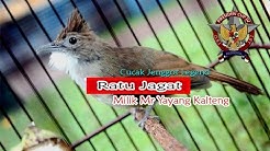 PRESIDEN CUP IV : Cucak Jenggot Legendaris " Ratu Jagat " Milik Mr Yayang Kalteng  - Durasi: 15:10. 