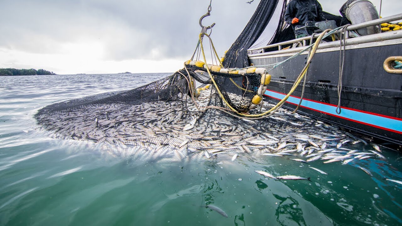 Trawl Net Fishing On The Big Boat - Catch Hundreds Tons Herring At