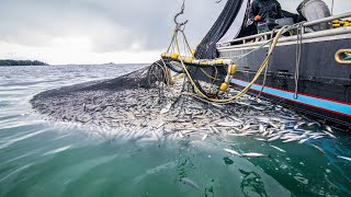 Trawl Net Fishing On The Big Boat - Catch Hundreds Tons Herring At Sea, Biggest Fishing Net
