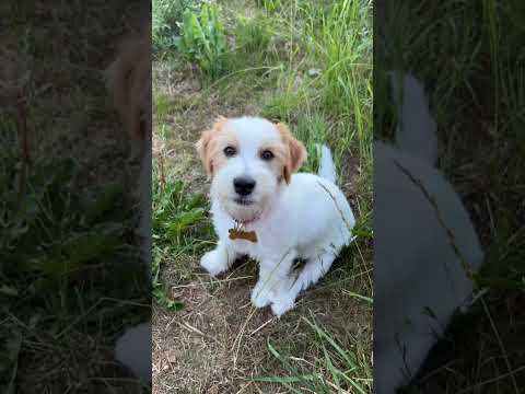 Билли Верь в себя Джек Рассел Терьер (Billy Believe in your self Jack Russell Terrier)