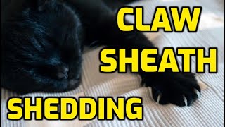 Why Are My Cat's Claws Shedding?