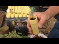 Propagating Pinion Pine Nuts