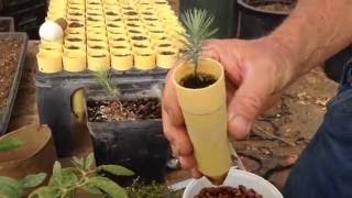 Propagating Pinion Pine Nuts
