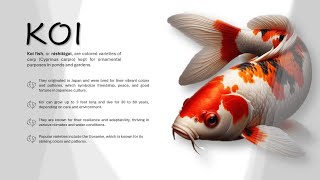 Koi no Michi (The Way of the Koi)