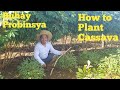 Paano mag tanim ng kamoteng kahoy || Planting and harvesting cassava || Buhay probinsya.