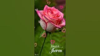 Nalle pattu.   Rabbit Mac  WhatsApp status