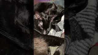 Black Guard Cats Napping with Squirt.  1/6/2024