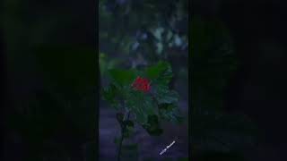 Ennathan Sugamo Nenjile Song Whatsapp Statustheeratha Mogam Naan Konda Neram Song