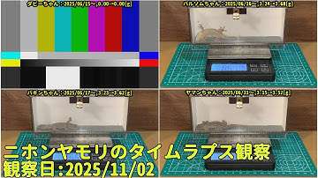 【Memorandum】 2025年11月02日 RPi-Cam-Web-Interfaceを用いたニホンヤモリのTimelapse観察