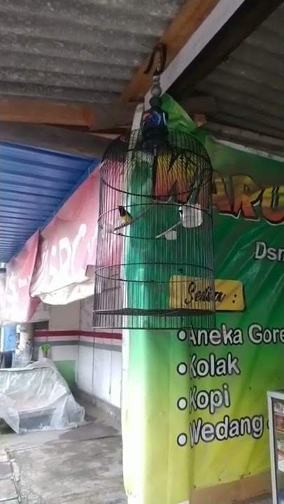 sogon isian belalang raja