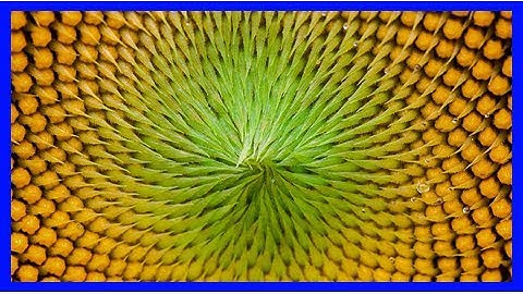 Sunflowers show complex fibonacci sequences