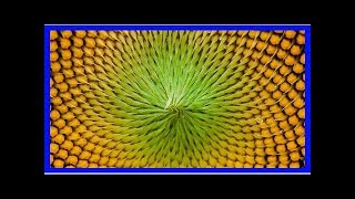 Sunflowers show complex fibonacci sequences
