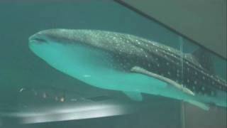 東日本初の水槽展示　ジンベエザメ