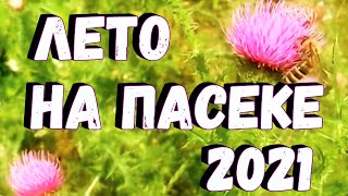 Лето на пасеке 2021