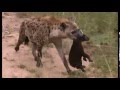 Hyena baby Ntubela wont go to another den.