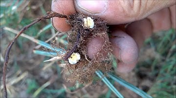 Vlog 100 - Ngâm rượu - Rượu  Cỏ Gấu