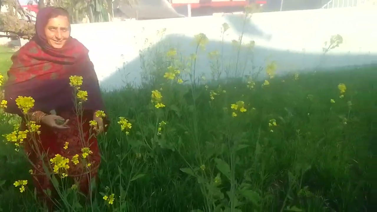 राजा की रसोई में भी बनता है आज के दिन सरसों का साग 🪴🪴🌷🌷🌹🌹🌴🌴❤